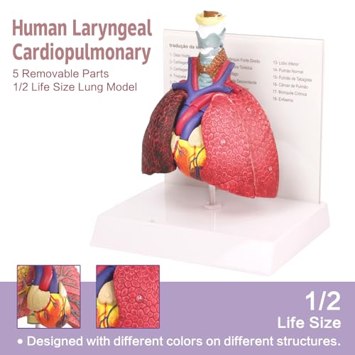 Image of HADWYN Human Respiratory System model,anatomy models human body