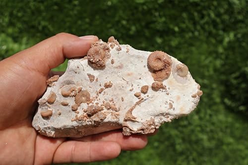 Image of Douvilleiceras & Gastropods Plate Cretaceous Fossils Fossils from Morocco Fossil Rock Ammonites Fossil A210