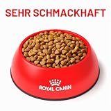 Royal Canin Expert Calm Trockenfutter | 4 kg | Alleinfuttermittel für ausgewachsene Katzen | Möglicher entspannender Effekt | Hydrolysiertes Milchprotein und L-Tryptophan