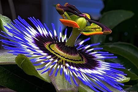 GREEN WAVE Rare Passion Flower Passiflora Passion Vine Maypop Granadilla Treasure Flower 25 Seeds, white blue (B0BKYC75Z1) Amazon Price History, Amazon Price Tracker