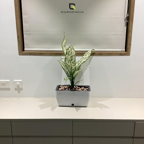 Image of GARDENCIA Self Watering Flower Pots for Outdoor Indoor Gardening /Rectangle Big Plant Pot with Polypropylene UV Material /Decorative Modern Gamla (Pack of 1, Recta Big Stone White)