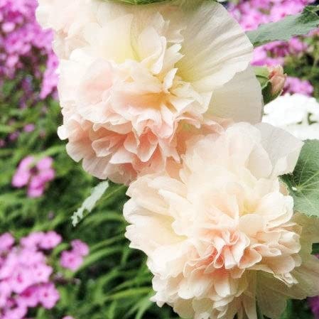 Eden Brothers Hollyhock Seeds - Majorette Double Champagne Eden Brothers Hollyhock Seeds - Majorette Double Champagne