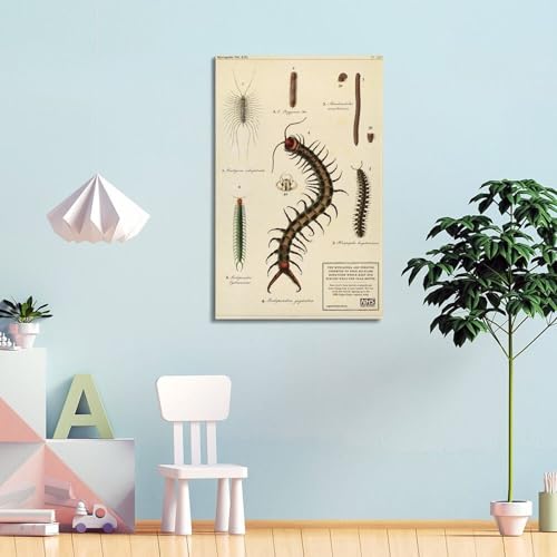 Poster centipèdes art mural déco esthétique chambre et bureau - 4