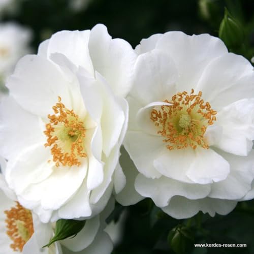 2 x Rosier - Rosa 'Innocencia' pot 25-30 cm - Une beauté fleurie de la série Rigo de Kordes