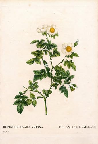 Tableau mural églantine de Vaillant rose pour créer une ambiance vintage dans la chambre
