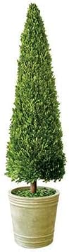 Preserved Boxwood Cone Tree - 43" by Tradingsmith