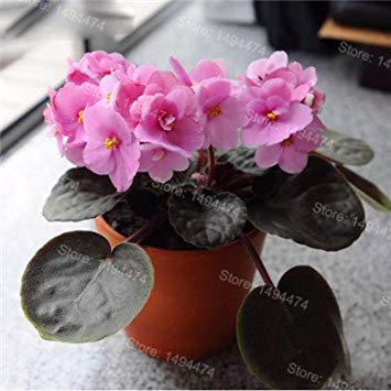 50 Graines De Violettes Africaines Couleurs Mixtes - Saintpaulia Ionantha Fleurs Intérieur Jardin Bonsai