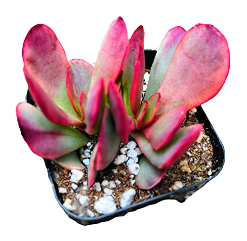 Foliagems Live Succulent Cactus Plants From Uskc (2"Pot) (Crassula Platyphylla Variegated) #TOP20