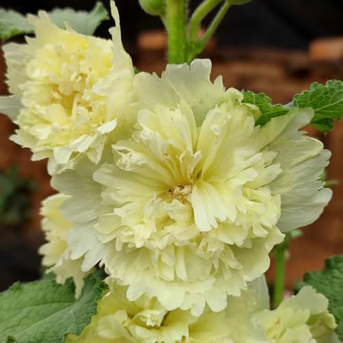 StockrosenSamen, bio geschenke für gartenliebhaber steingartenpflanzen blumensamen outdoor winterhart draußen balkonpflanzen 350pcs