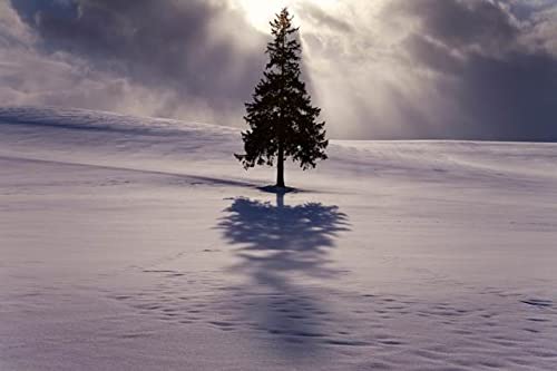 yLac et SoleilzkC Sl NX}Xc[̖؂̃|XgJ[ht͂ Photo byi.com