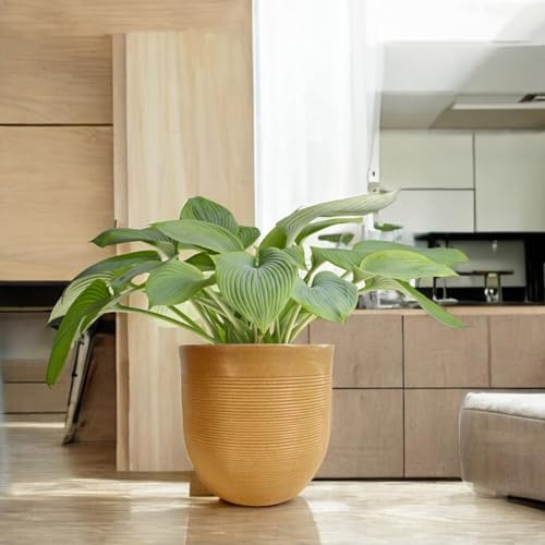 Image of Amazon Brand - Umi 10 Inch Large Plastic Planter Pot for Indoor Outdoor Plants | Big Size Garden Gamla UV Resistant Polymer Flower Pot | Brown Decorative Pot for Balcony, Garden, Terrace & Home Decor