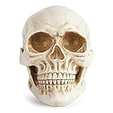 Modelo de calavera humana hecho de material de resina de alta calidad para un uso duradero y duradero. Artesanía intrigante y realista en alabastrita