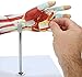 Wellden Product Medical Anatomical Muscular Arm Model, 7 Parts, Life Size