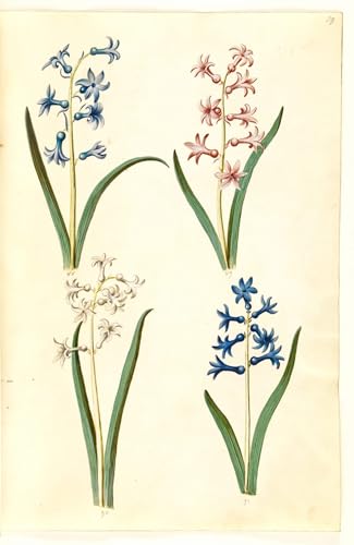 Toile Hyacinthus Orientalis Holtzbecker 60x90cm : oubliez les murs vides avec cet art mural