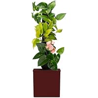 Tevagrow Tevatower Mini Smart Self-Watering Indoor Garden System (Sangria Red)