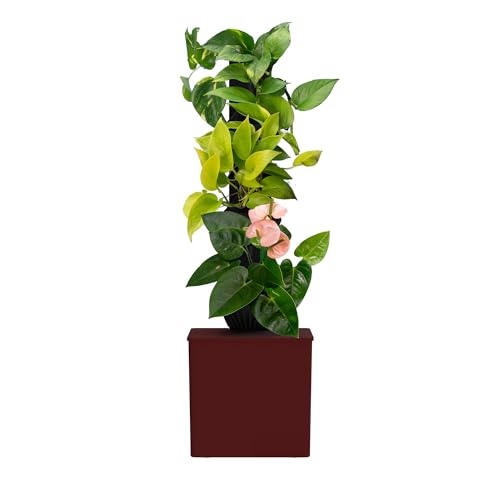 Tevatower Mini Smart Self-Watering Indoor...