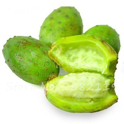 Promoción grande 100 semillas de Opuntia piezas raras higo chumbo de dulce de alta nutritous Cactus Semillas fruto comestible del jardín de flor de Bonsai 12