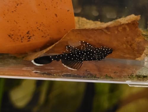 The Frog House Peppermint L181 Bristlenose Plecostomus 1-2" Juvenile Freshwater Aquarium Fish