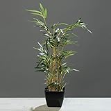 mucplants