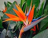 SeedsUP - 3+ Seeds Bird of Paradise Crane Flowers Strelitzia Garden - Flower Orange