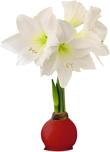 Bombilla de amarilis encerada, flores blancas de cera roja, no necesita agua, flor de invierno extra grande para interiores, Año Nuevo, Galentino y