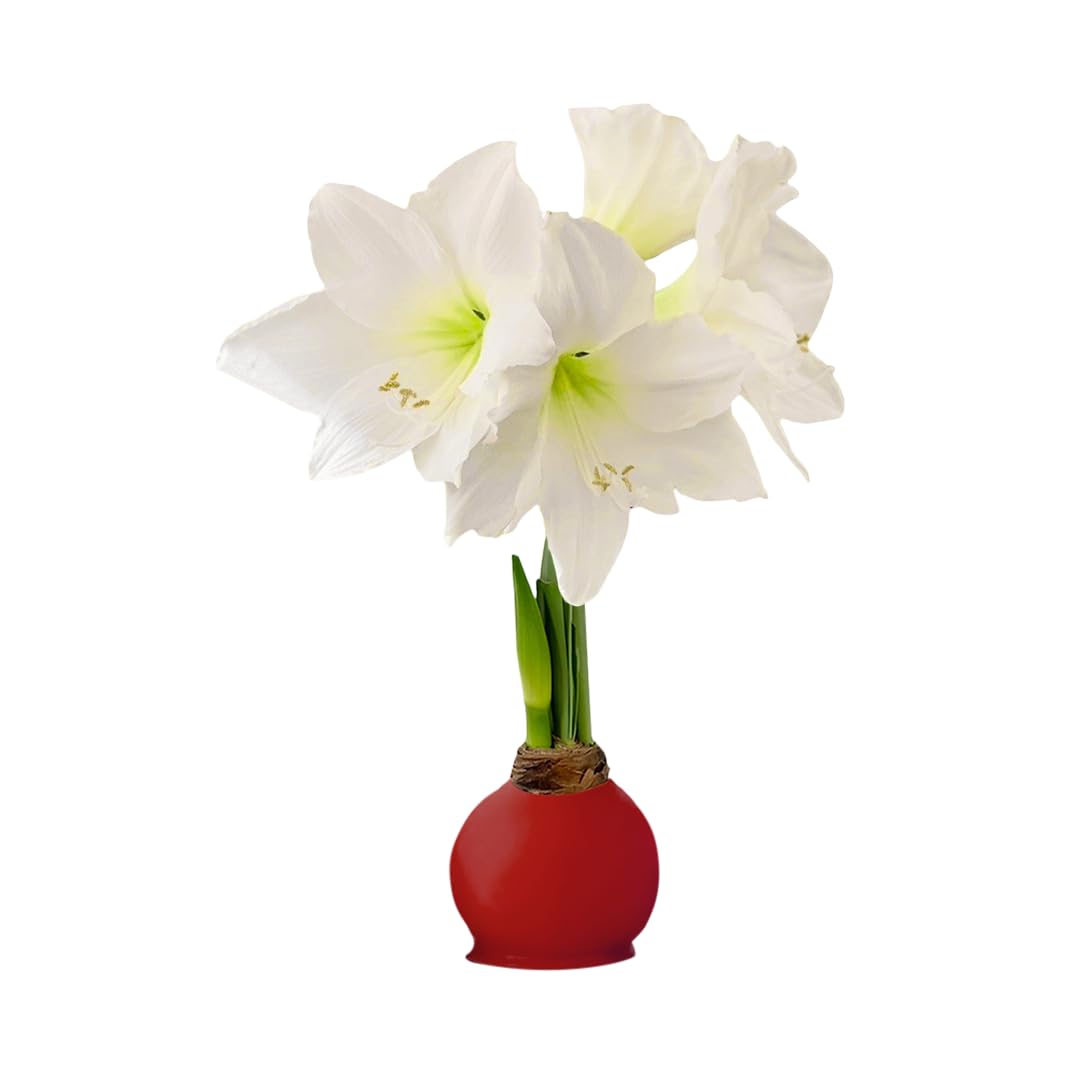 Gardenuity Waxed Amaryllis Bulb - Red Wax White Blooms