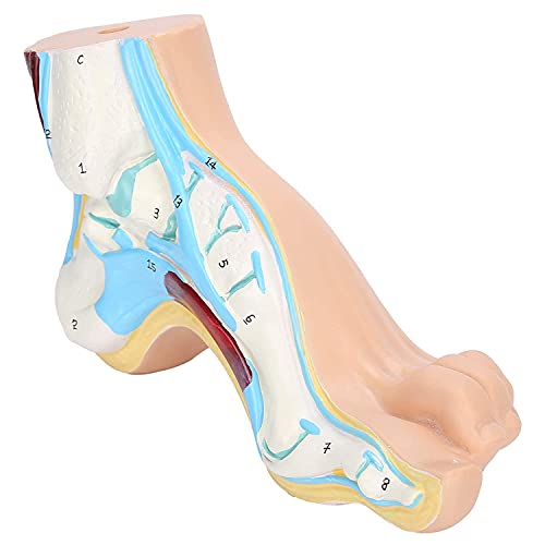 Modèle de pied humain pour simplifier l'explication des pathologies complexes