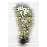 植樹桜1鉢6号接ぎ木3年 桜苗 (染井吉野) ソメイヨシノ桜苗木鉢植え苗地植え苗さくら