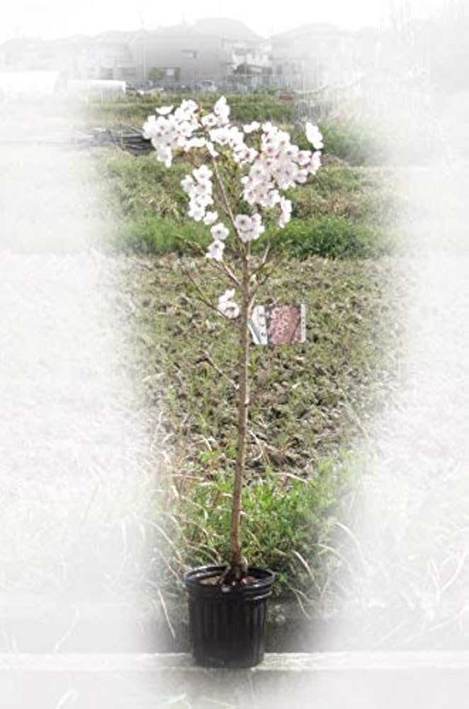 吉野桜　ブレスレッド　#518 吉野桜 苗木