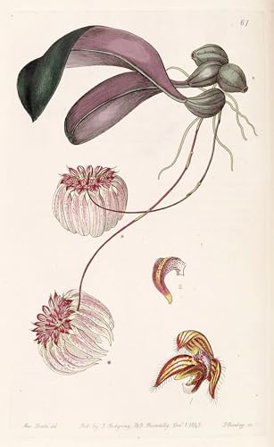 Lienzo Bulbophyllum Auratum para cuadro de salon moderno y decoracion de paredes de dormitorios