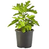 1 Gallon Fig Black Mission Shrub