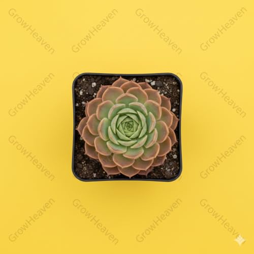 Image of Live Laxmi Kamal and Vishnu Kamal Succulent Plant with Double Plastic Pot | Good Luck Indoor & Vastu Plant for Home, Office or Garden Decor | Pack of 1 (laxmi kamal plant)