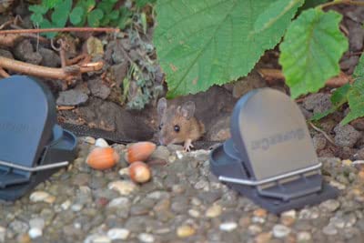 Rodents in Houston and the Rio Grande Valley Area