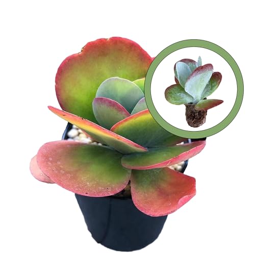 Generic Kalanchoe Flapjack Starter Plant, Natural