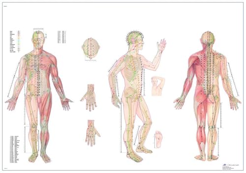 3B Scientific VR1820L Human Anatomy - Body Acupuncture Chart 98 x 68 cm, Laminated Version
