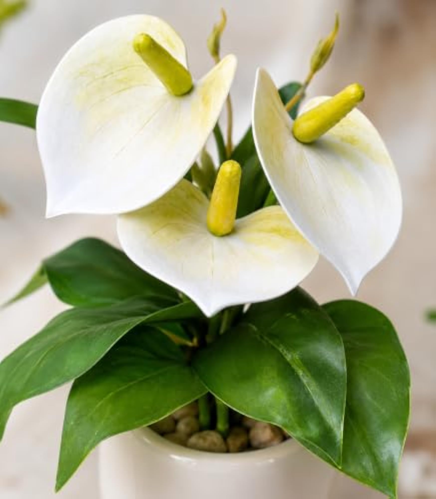 Artificial Anthurium Flower Plant with White Pot