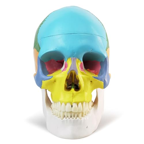 HADWYN 2024 New Anatomy Skull Model,Human Medical Skull Model Dental ClinicTeaching Equipment,Medical Teaching Learning