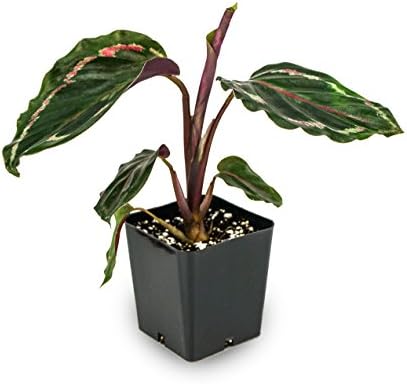 Calathea 'Medallion'
