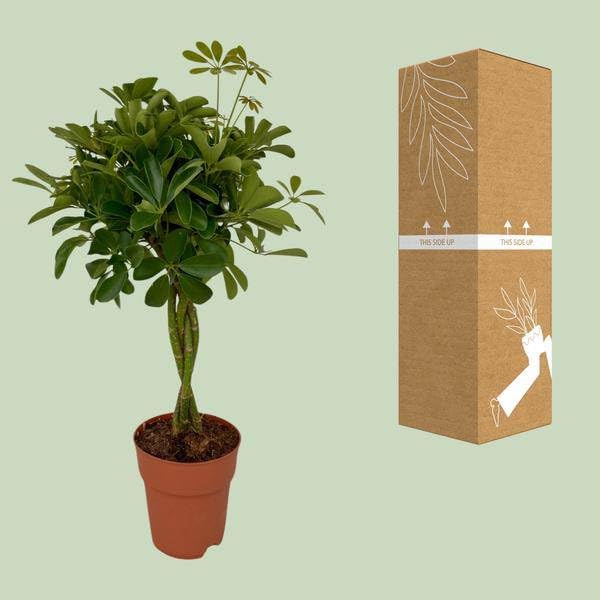 Strahlenaralie Schefflera Compacta Zimmerpflanze Ø19cm 80cm – pflegeleichte Grünpflanze für Wohnzimmer, Büro & helle Standorte kaufen
