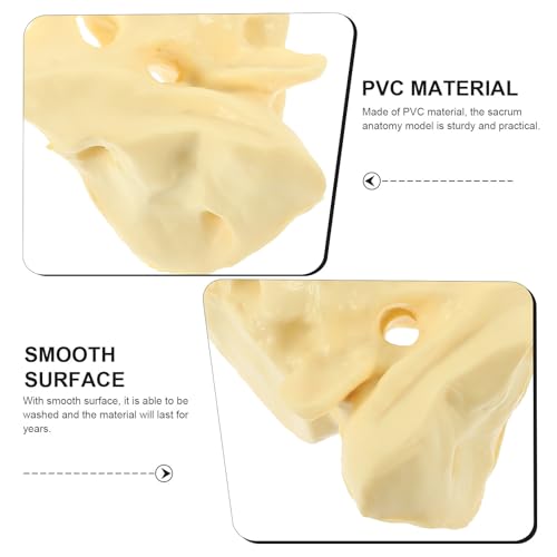 Sacrum humain en PVC blanc lavable pour formation médicale