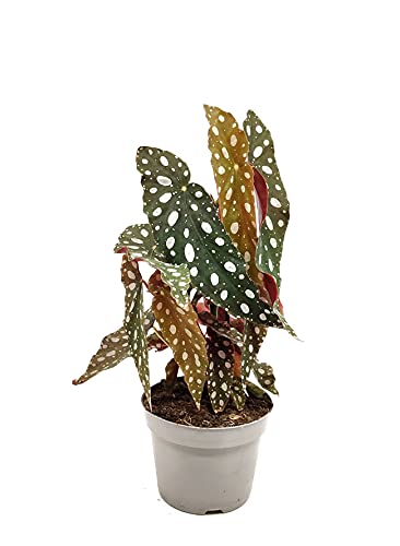 Begonia Maculata Planta de Interior Natural Begonia Wightii Planta con Puntos en las Hojas