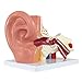 Axis Scientific Human Ear Model, 5 Times Enlarged 4 Dimensional Model with 3 Parts Showing Major Regions of The Ear – Includes Base, Detailed Product Manual