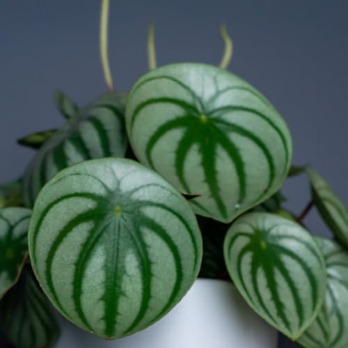 Peperomia argyreia Plant - Half-Hardy Perennial - Watermelon Like Foliage - Easy to Care for - Silver & Green Striped Colours - Ideal Houseplant Display - 1x 12cm Pot by Thompson and Morgan