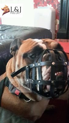 Bozal de Piel Ligera para Perro Bulldog inglés y Otros Perros con...
