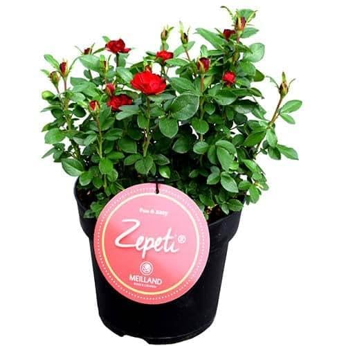 Rosal Zepeti - Planta Perfecta para Decorar tu Hogar - Rosal Arbustivo Exterior