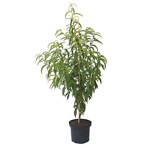 Müllers Grüner Garten Snow Queen Nektarinenbaum Buschbaum