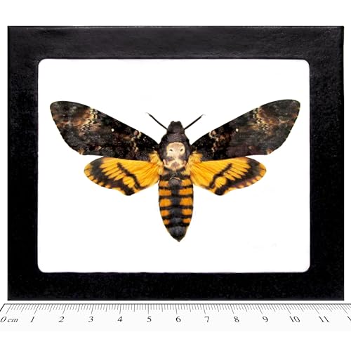 BicBugs Acherontia atropos REAL FRAMED SILENCE OF THE LAMBS DEATH'S HEAD MOTH