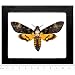 BicBugs Real Framed Silence of The Lambs Death's Head Moth ACHERONTIA ATROPOS