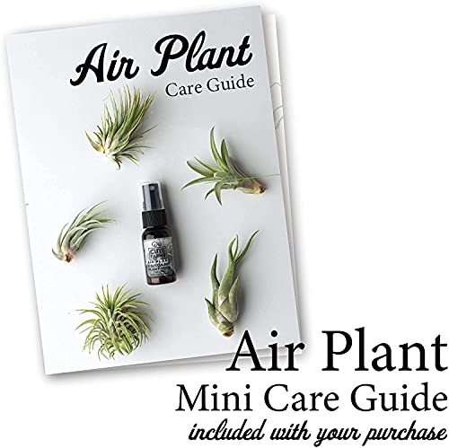 Cute Farms Tillandsia Air Plant Fertilizer | Gentle Daily Use Formula Plant Food With Care Guide | Formulated Nutrients For Air Plants (Two - 8 Oz. Spray Bottles) #TOP2