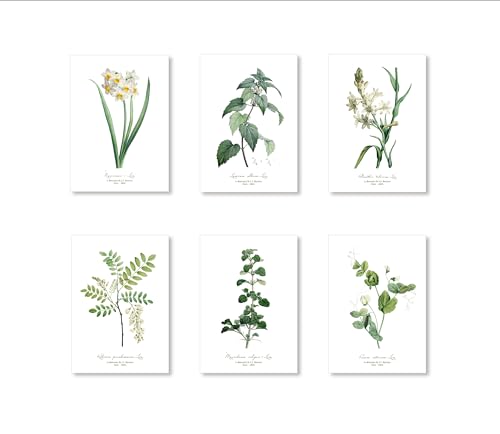 Readyprint Set de 6 láminas de cuadros botánicos antiguos de 13x18 cm, cuadros decorativos vintage en cartulina patinada (sin marcos)